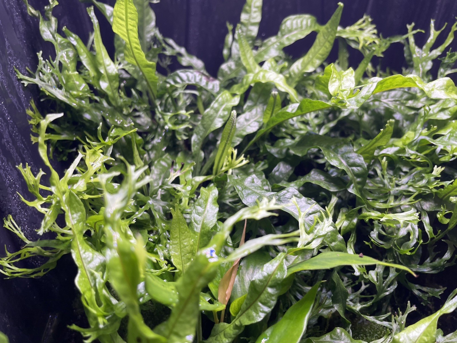 Java Fern Windelov beginner aquatic plants x3 (emersed grown)