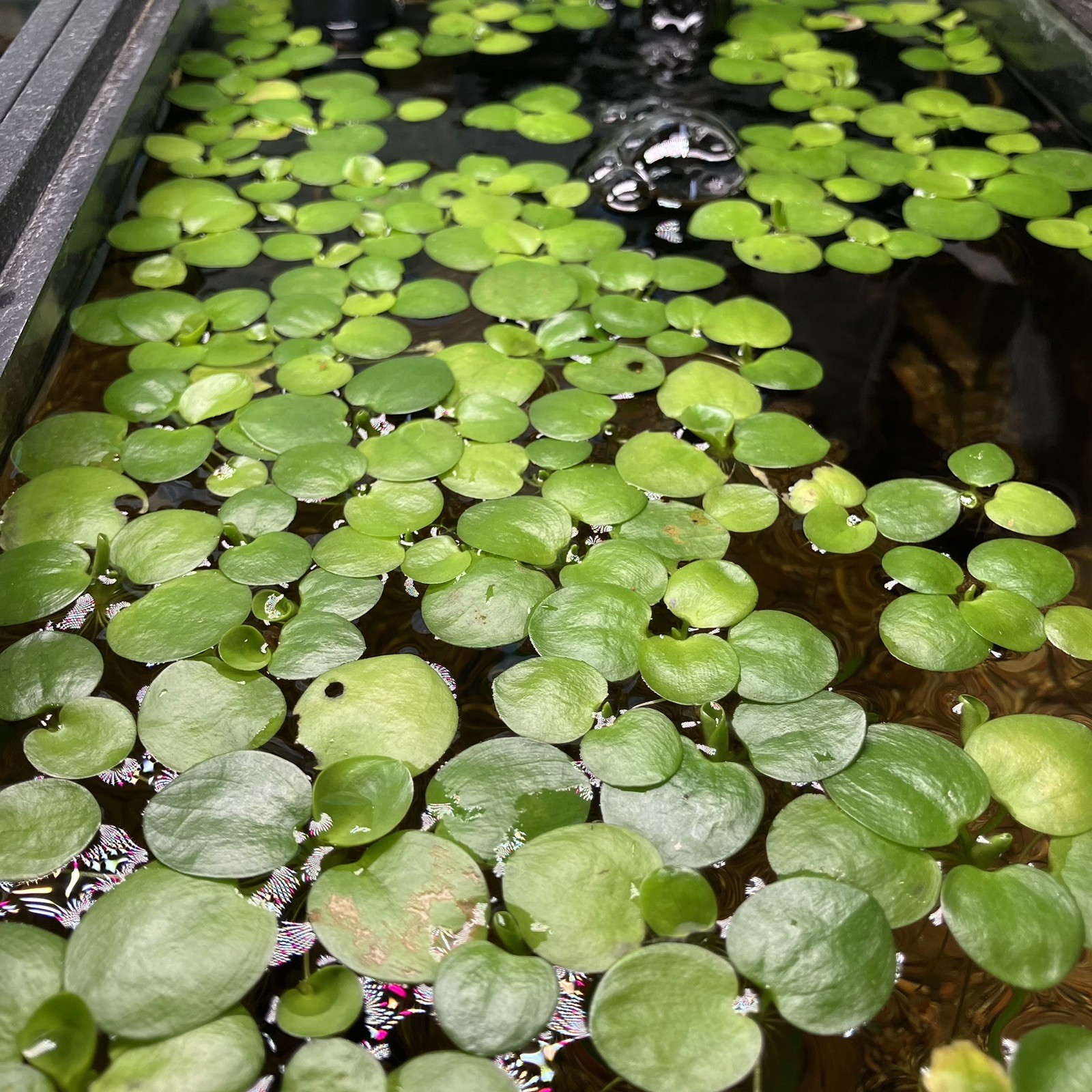 12+ Amazon Frogbit Plants-25+ Healthy Leaves -Live Aquarium Plant-Duckweed Free