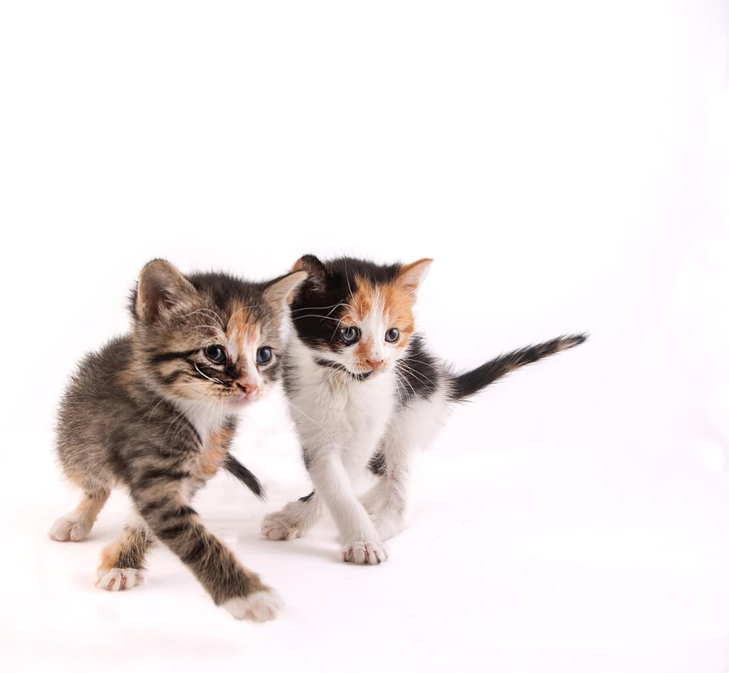Kitten Milk Replacer Powder – Easy Feeding for Kittens & Nursing Cats