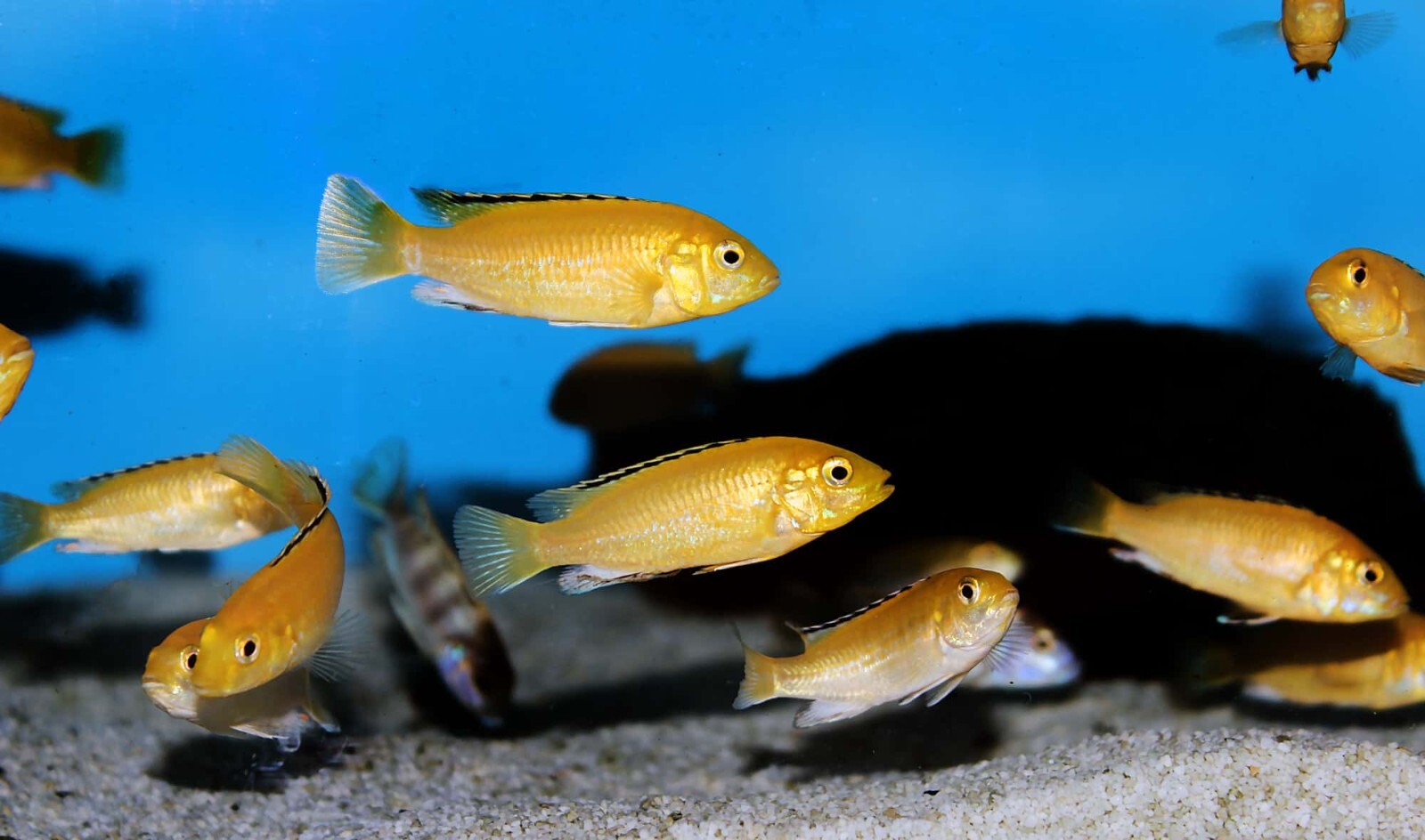 Ultra Intense Color Enhancing Floating & Sinking Cichlid Pellets. Apx 1 mm