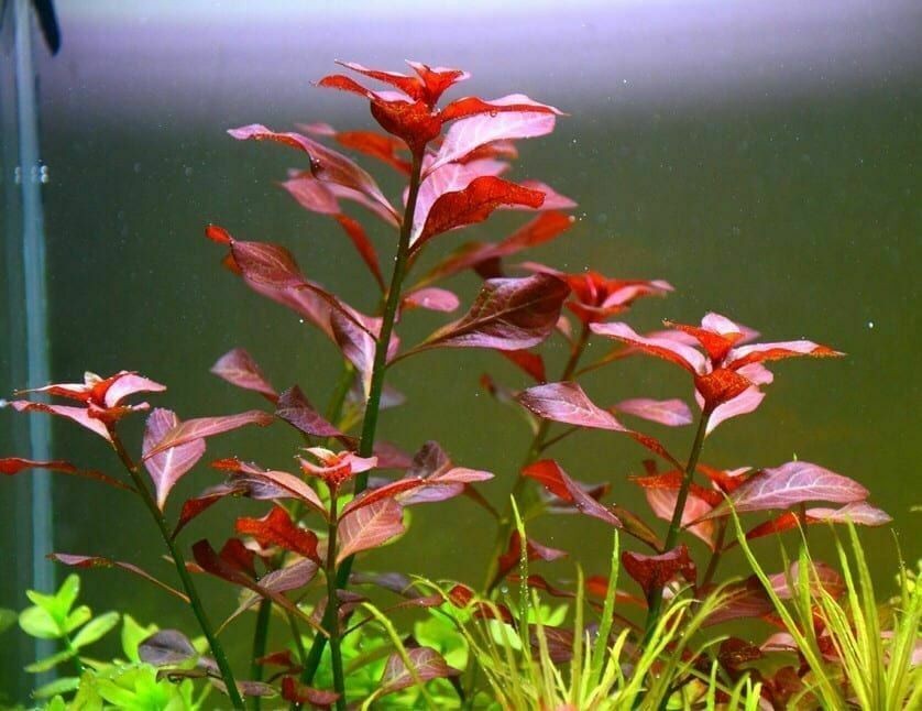 BUY 2 GET 1 FREE Ludwigia Repens Super Red Mini 2″Pot Live Aquarium Plants