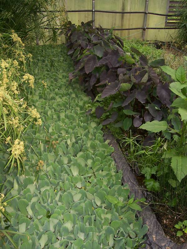 50,HELEN’S,WATER,LETTUCE,100%,ORGANIC,GROWN,LICENSED,WATER,POND,FLOATING,PLANTS