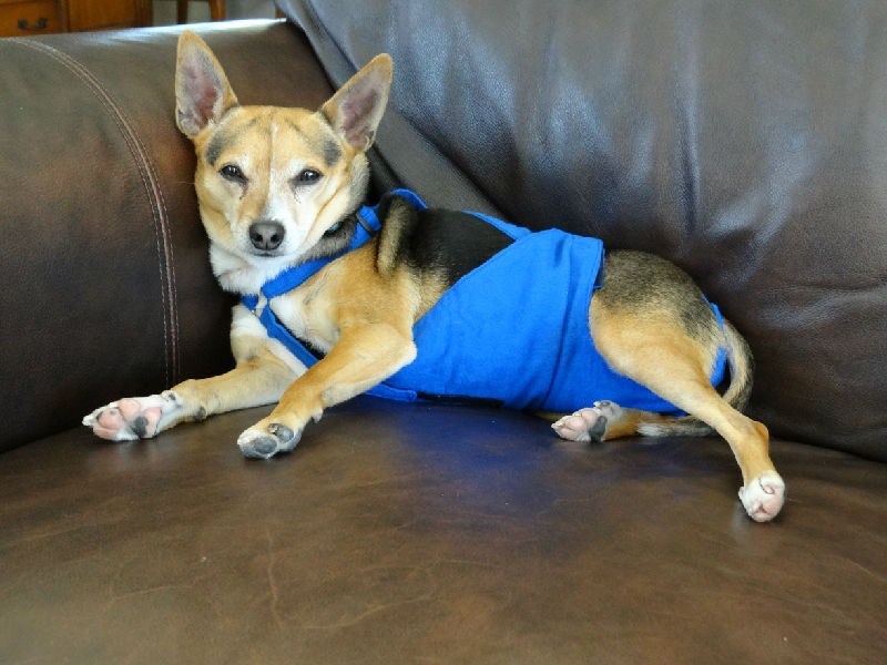 PeeKeeper Escape Proof Dog Diapers for Male and Female, Stay On Dog Diapers