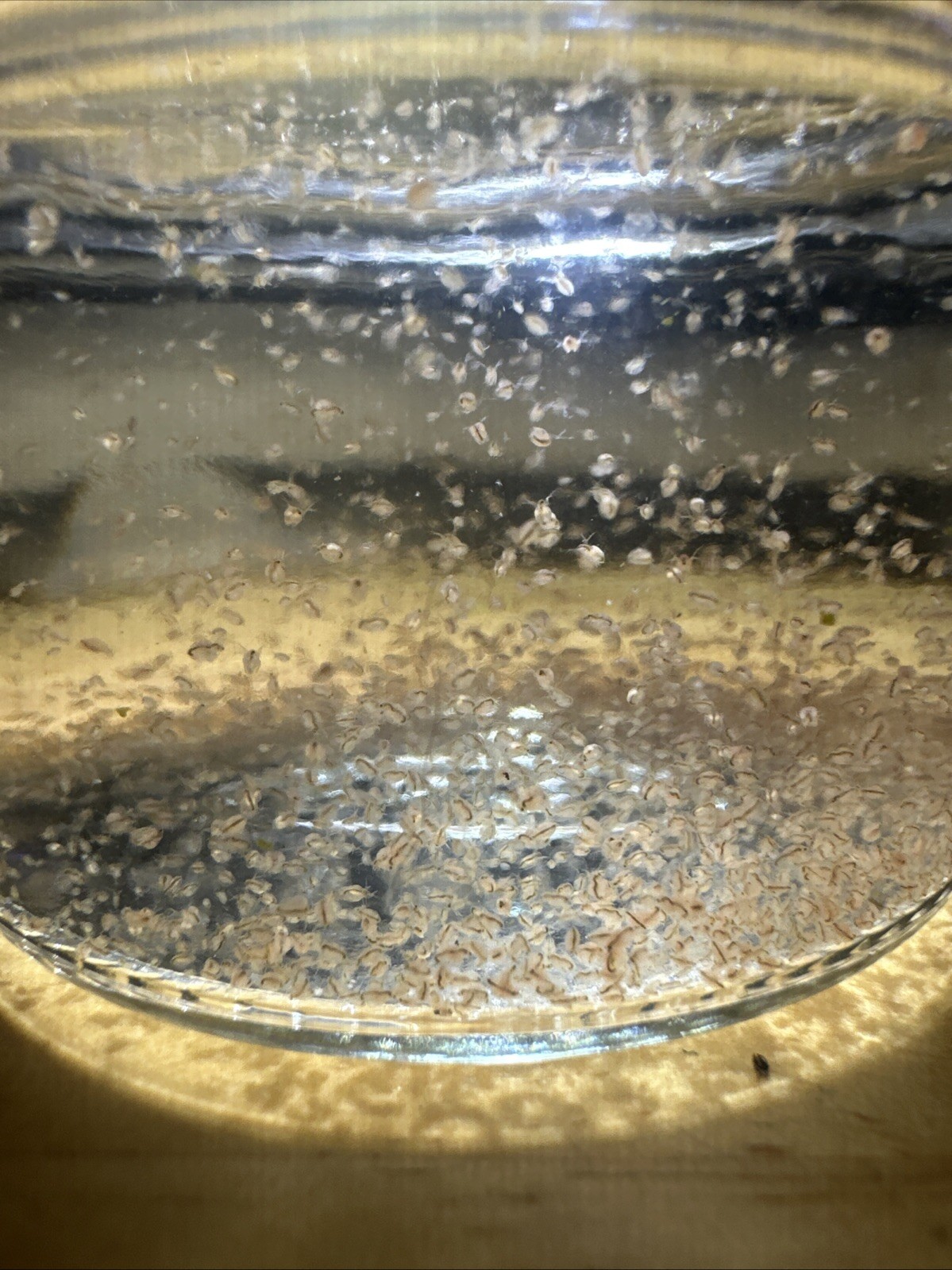 Daphnia Moina Live Culture 4 oz Glass Jar with Lid Fresh Water Live Fish Food