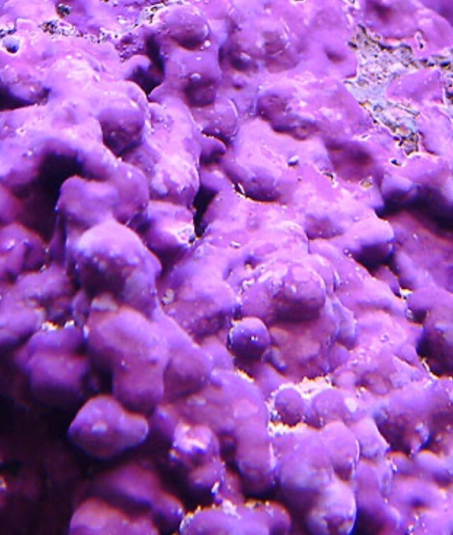 4oz LIVE Coralline Algae Purple and Pink, Seed New Reef Tank or Add To Existing