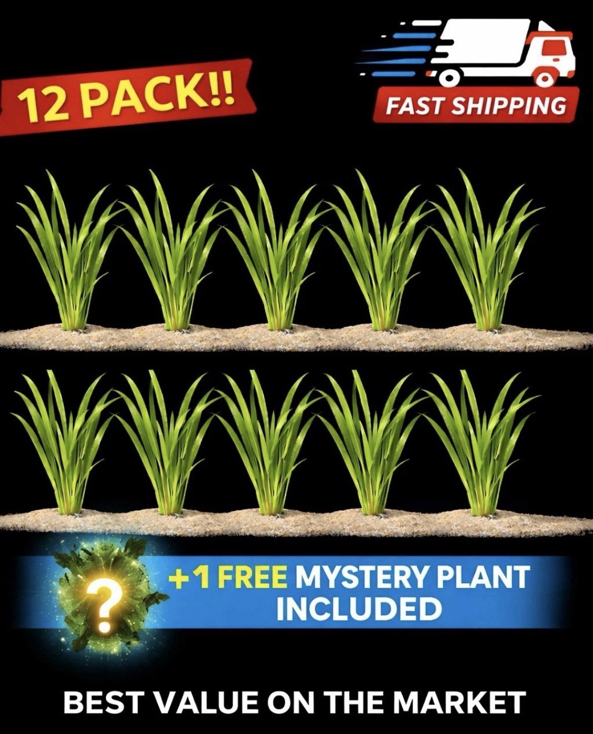 12 Vallisneria Jungle Val Bunch (BUY2GET1FREE) – Live Beginner Aquarium Plants