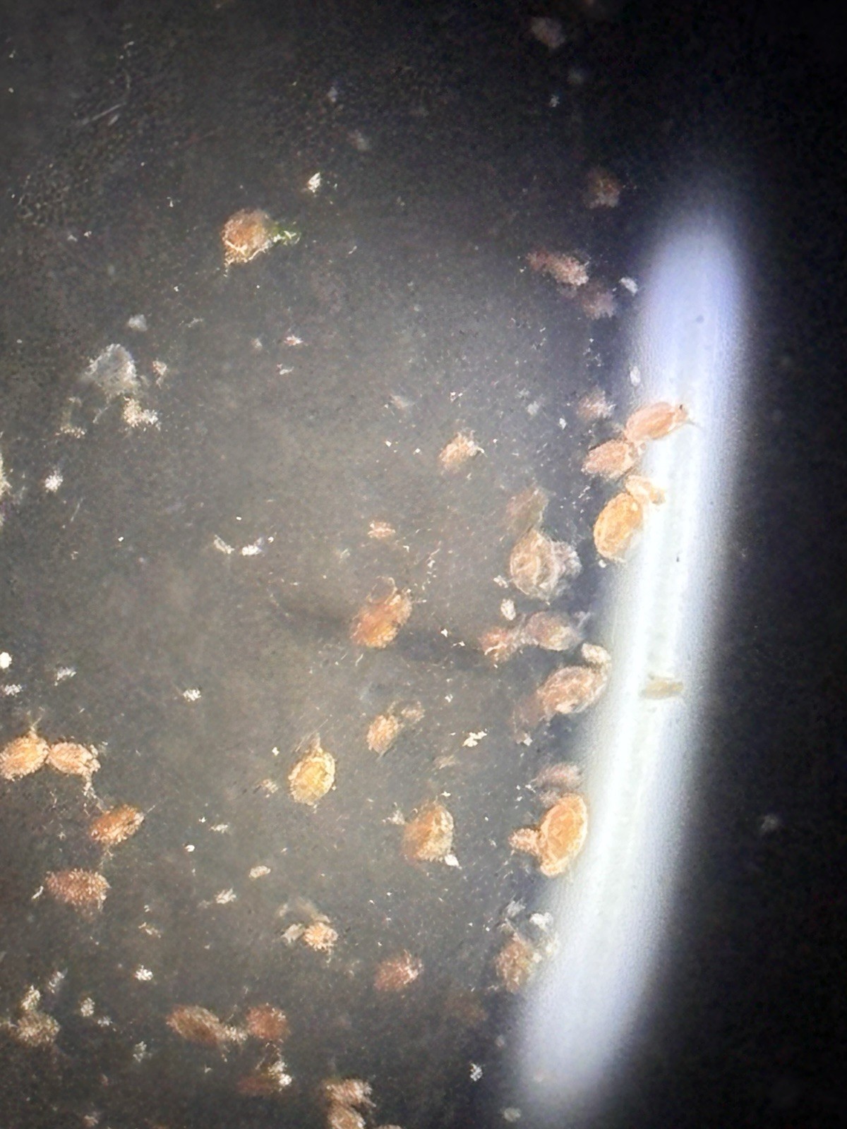 Live Daphnia Magna 100+ — Starter Culture Kit