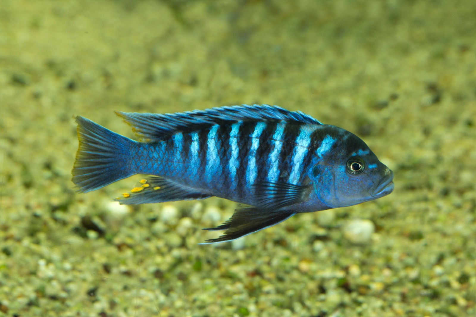 Ultra+Sinking Veggie/ Blackworm Pellet Mix 3.0mm ,Cichlids,Mbuna,Tropheus,A463