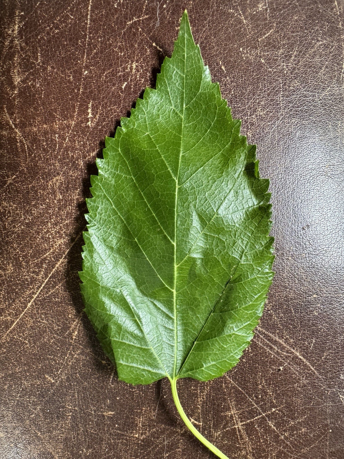 Fresh Organic Mulberry Leaves 1 Gallon Shrimp, Tortoise, Rabbit, Lizard Food