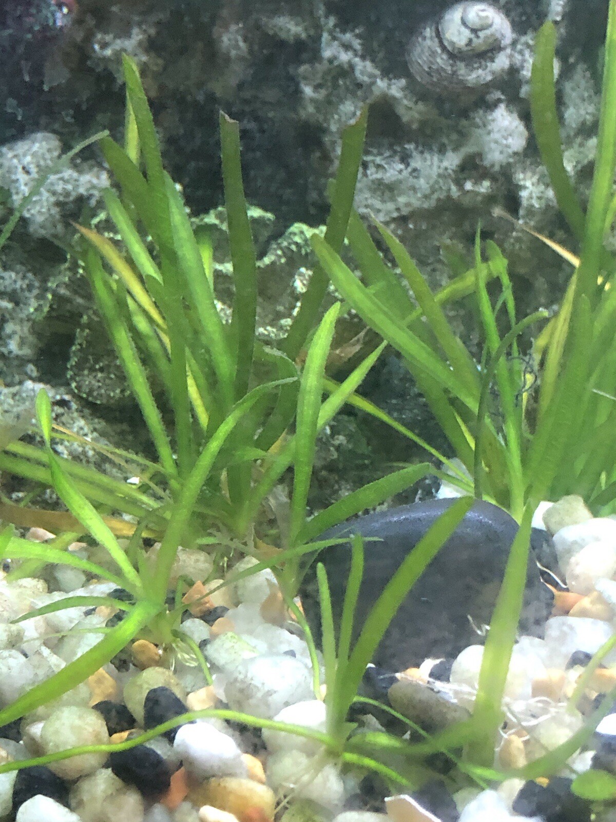 Aquarium Plants Set of 5 Italian vallisneria spiralis