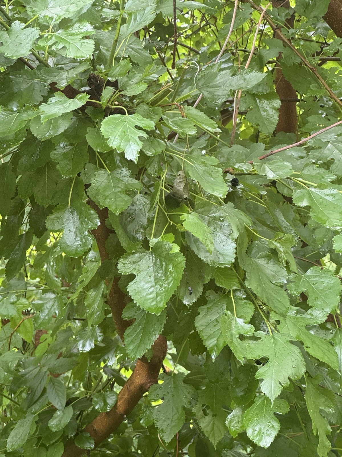 Fresh Organic Mulberry Leaves 1 Gallon Shrimp, Tortoise, Rabbit, Lizard Food
