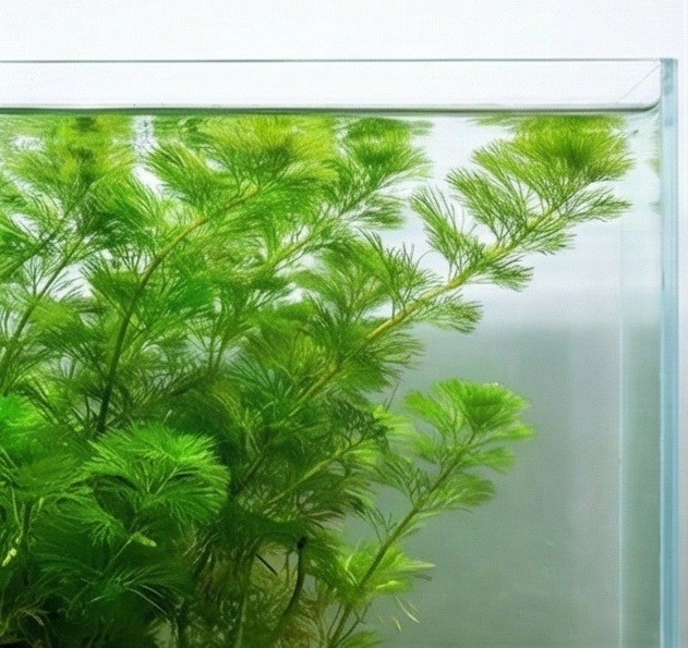 Live Green Cabomba Plant for Aquarium – Fast Growth – Buy 2 Get 1 FREE🌿
