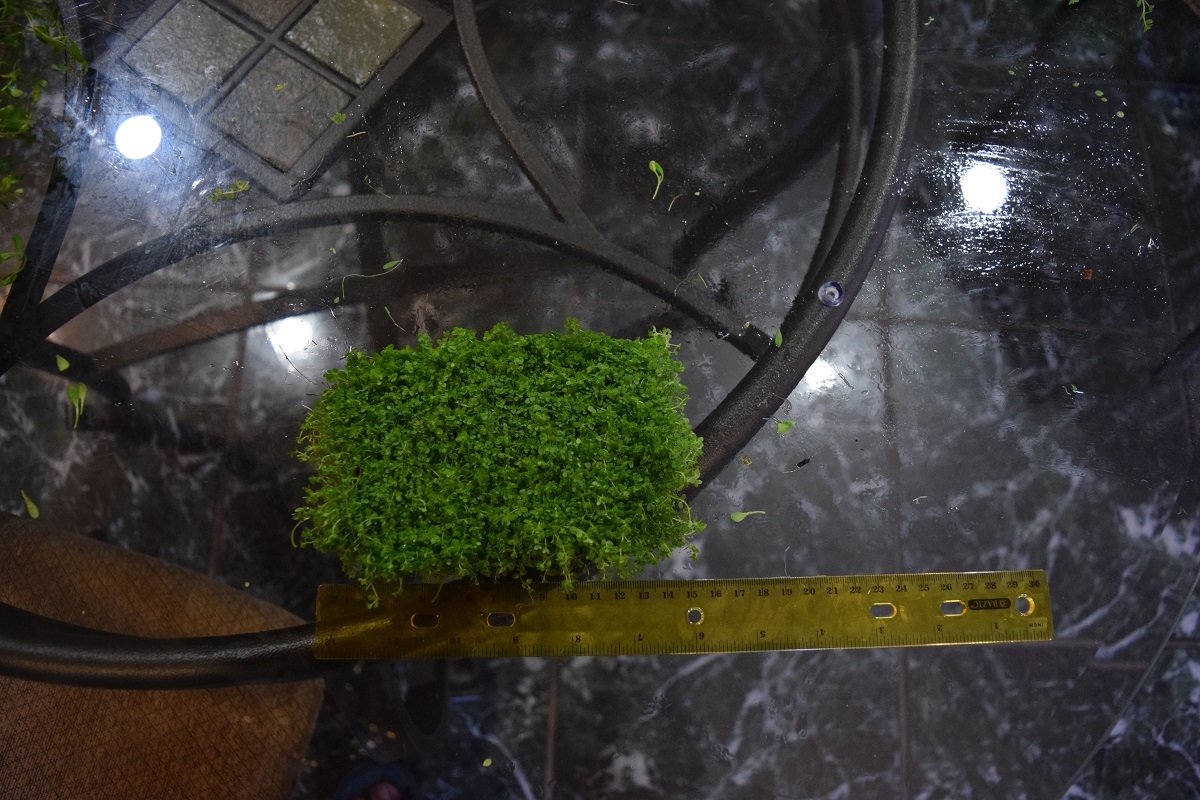 5×3 mat dwarf baby tears carpet wall Easy Aquarium aquascaping planted tank