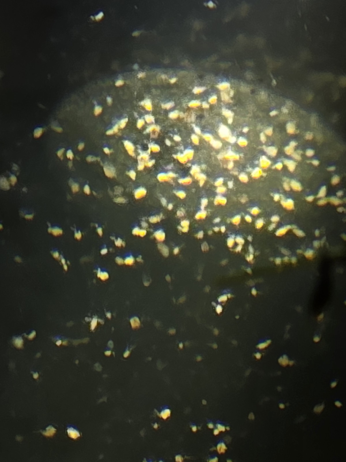 MOINA – live food culture – smallest daphnia species for nano fish