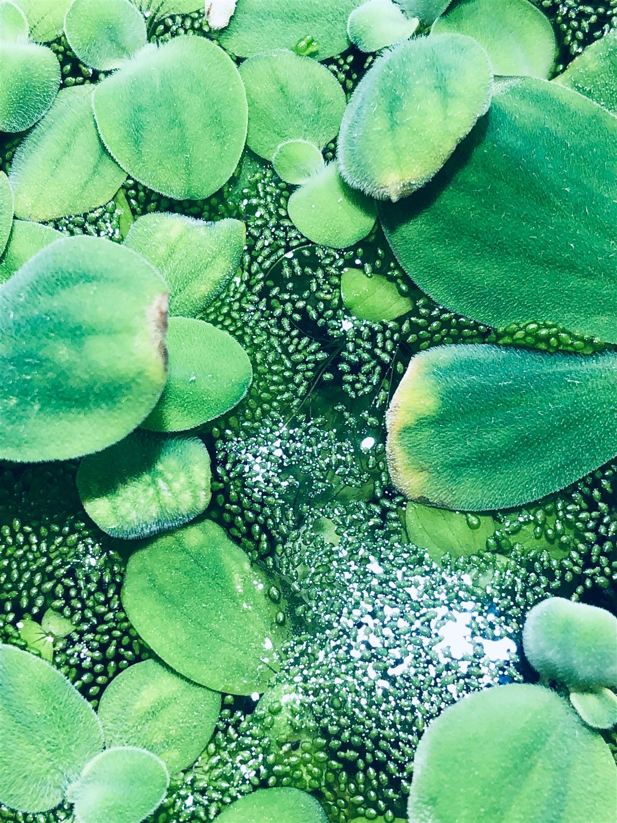 14 Water Lettuce SM/Baby Water Lettuce Freshwater Floating Plants Ponds/Tanks