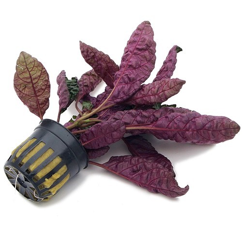 Purple Waffle Plant Live Hemigraphis Alternata Indoor House Easy Care