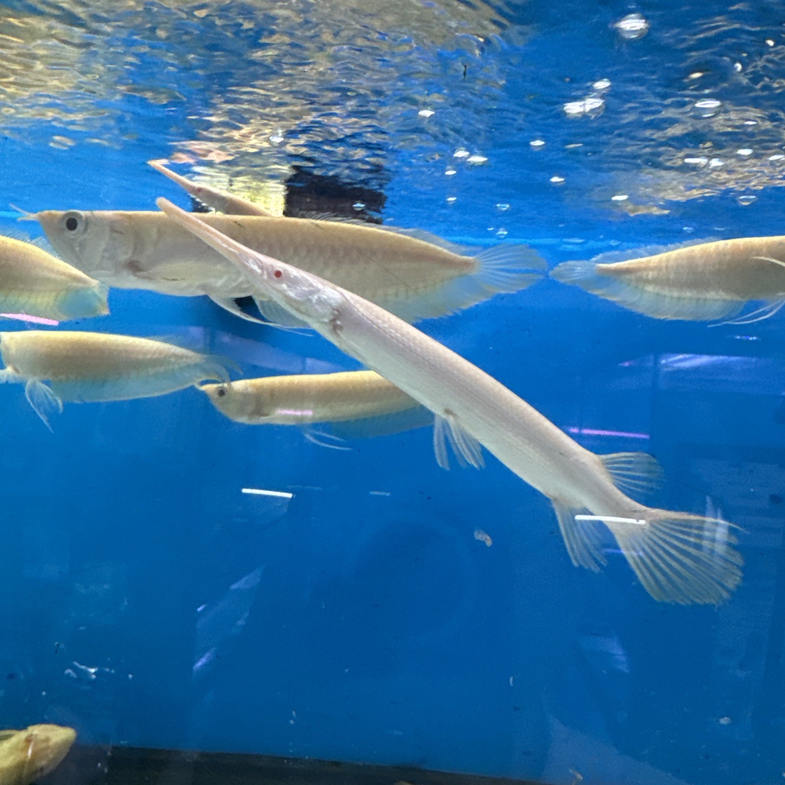 albino Florida gar (Lepisosteus platyrhincus ) 6 Inch Live Tropical Fish