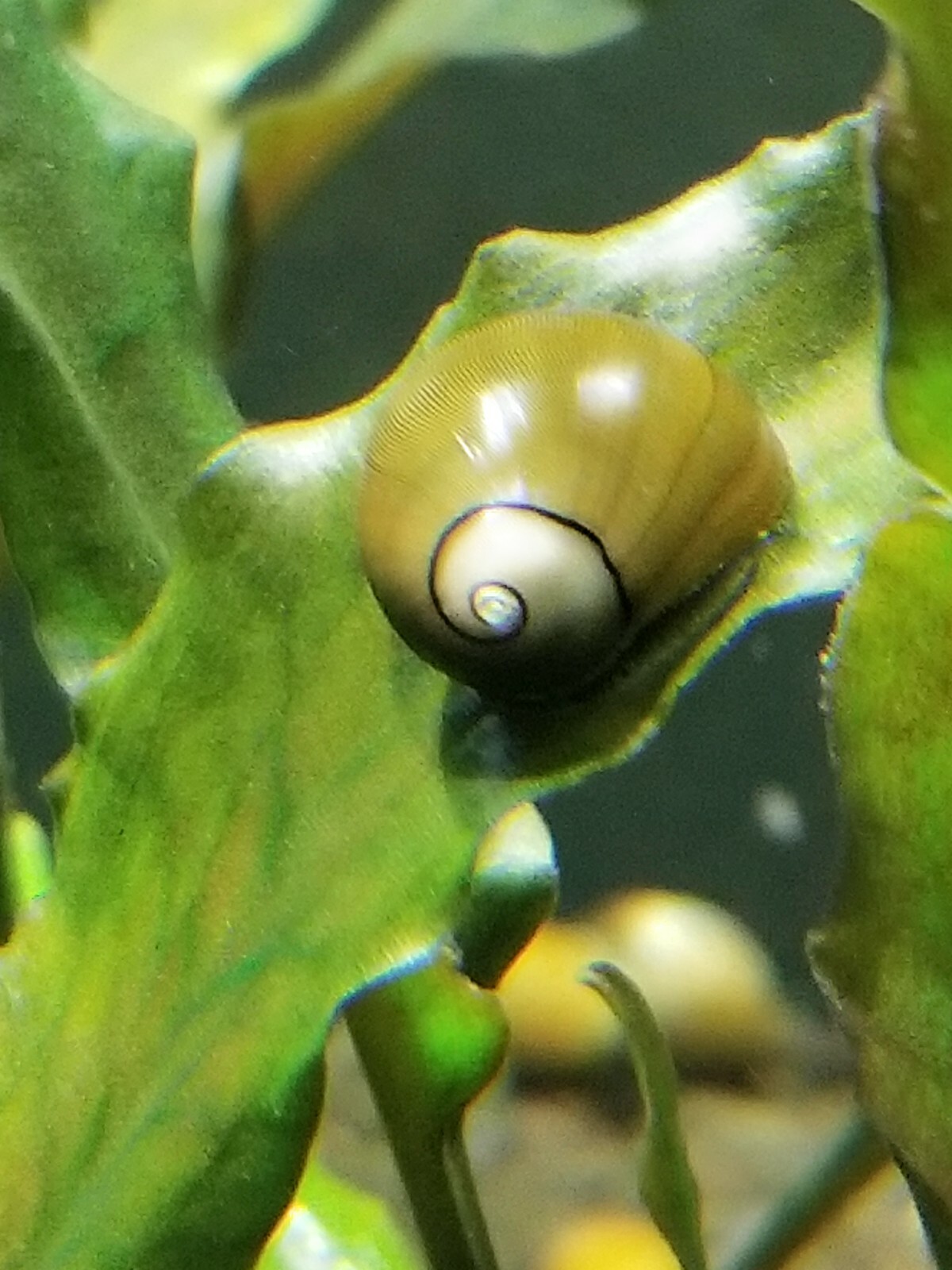 25 Live Freshwater Olive Nerite Snails Eats lots of algae great cleaners