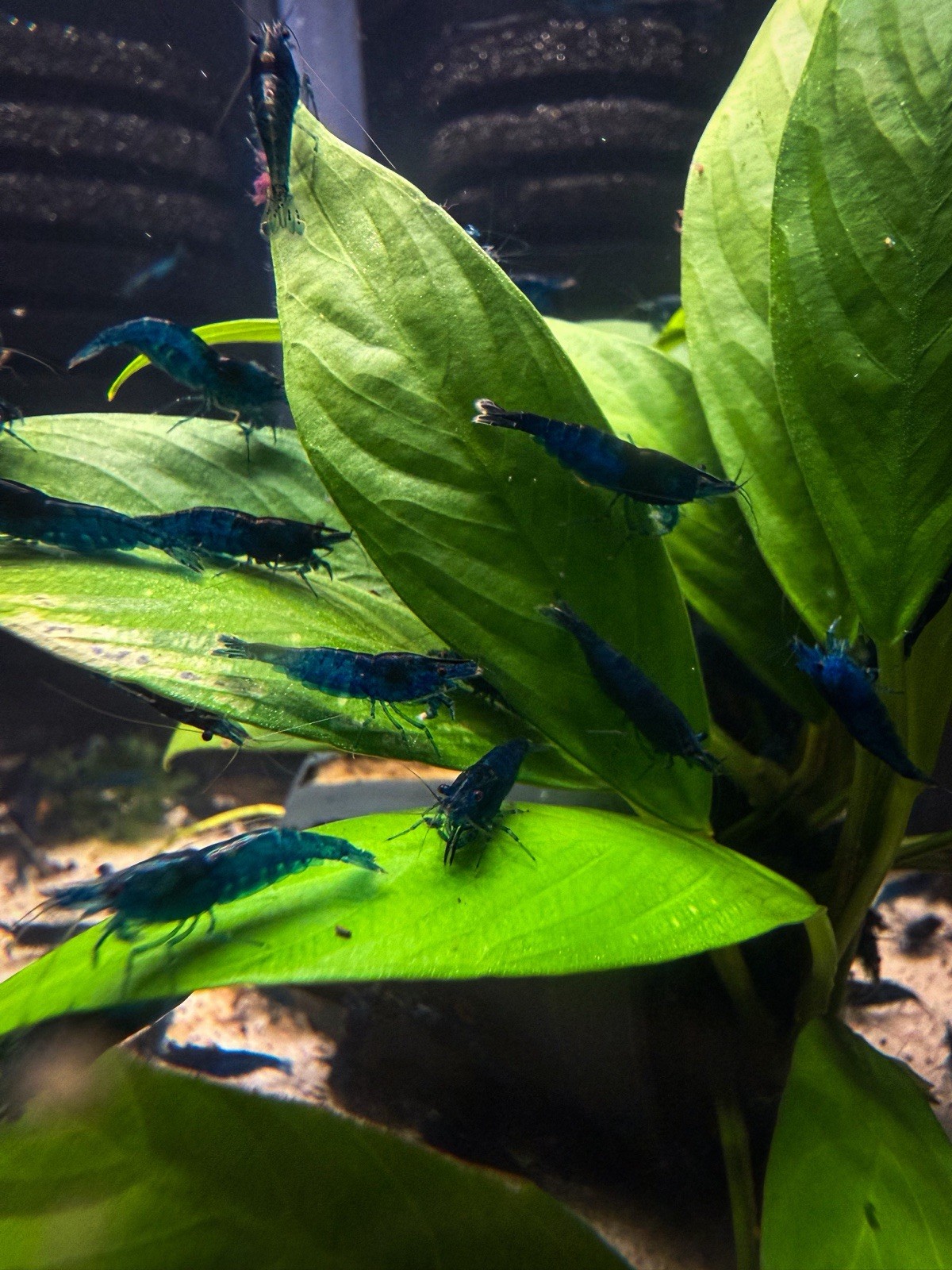 10+1 Blue Dream Freshwater Neocaridina Aquarium Shrimp FREE SHIPPING