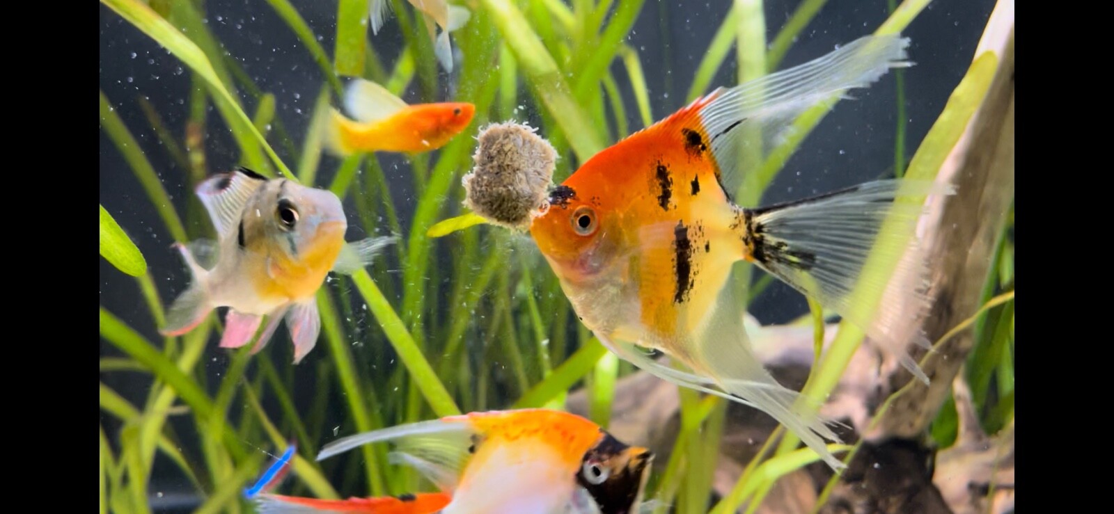 Premium Freeze Dried Tubifex Worm Cubes For Aquarium Fish Food