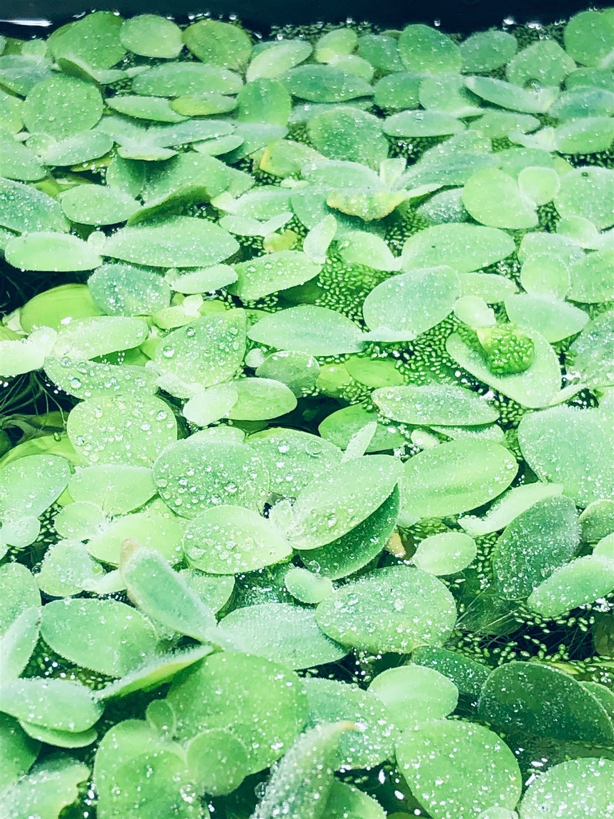 6 Water Lettuce SM/Baby Water Lettuce Freshwater Floating Plants Ponds/Tanks