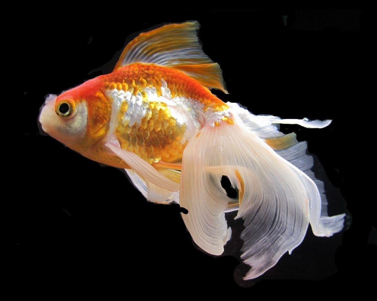 Goldfish & Pond Flakes, FREE Pellets & Wafers Included.