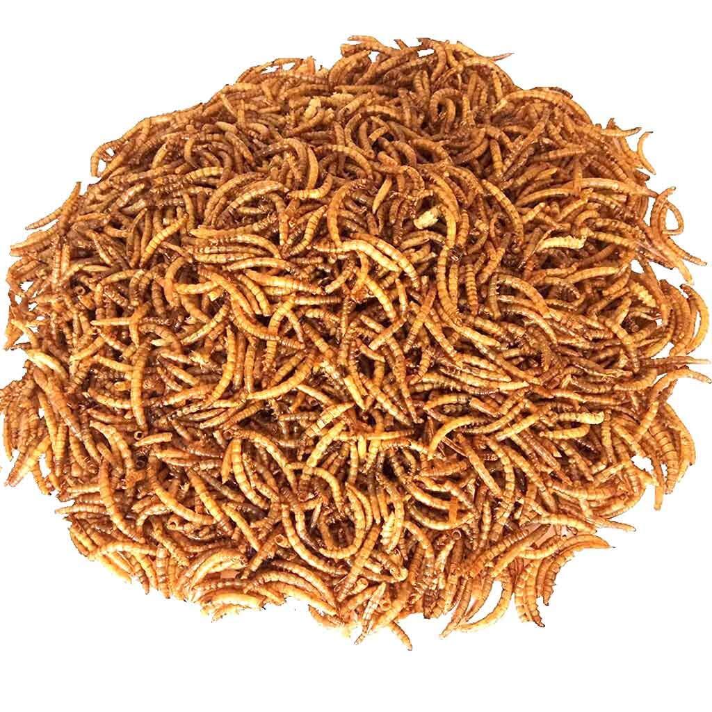 Wholesale Bulk Dried Mealworms for Wild Birds Food Blue Bird Chickens Hen Treats