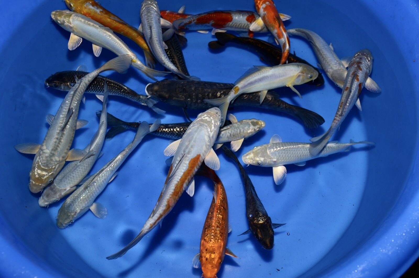 LOT OF 10 HQ Kawarimono Koi 8-10” JAPANESE Koi live fish standard fin A1koi