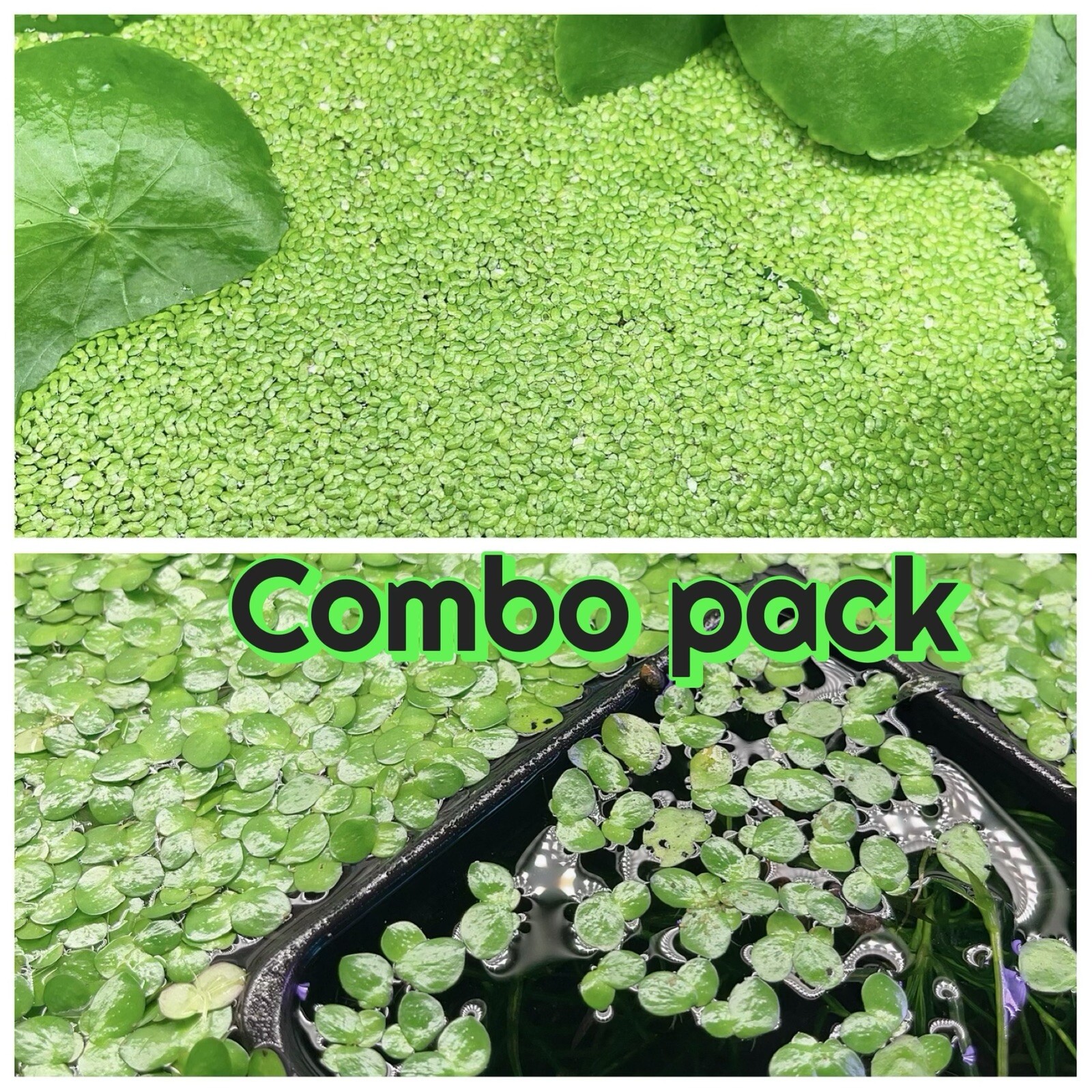 1000+ Duckweed + 100+ Giant Duckweed aquarium or Pond plant Buy 2 GET 1 FREE