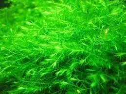 Willow Moss Fontinalis Antipyretica BUY 2 GET 1 FREE Easy Live Aquarium Plants