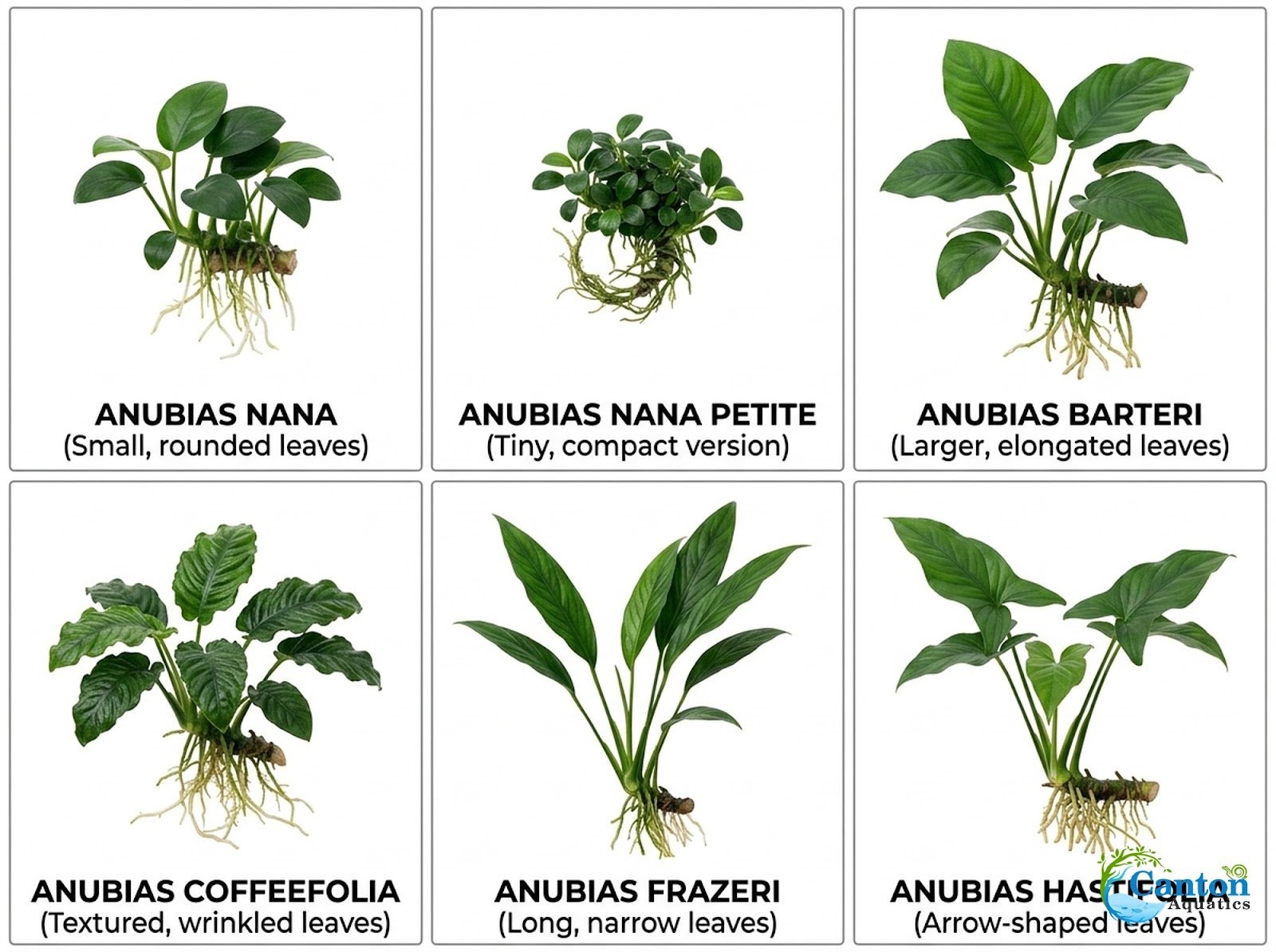 Anubias Barteri (Nana) Bare Root Size: Large (6+ Inches) Live Aquarium Plants