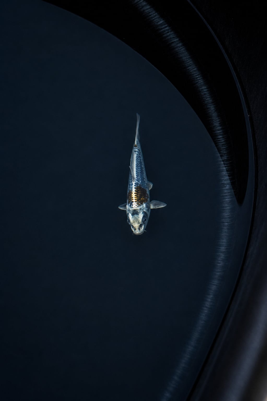 Kawarimono – Maruhiro – 5″ Japanese Import Live Koi Fish
