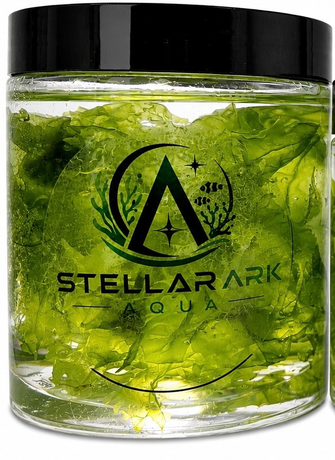 Live Ulva Sea Lettuce Macro algae – Fast Growing Nutrient Export Refugium Tank