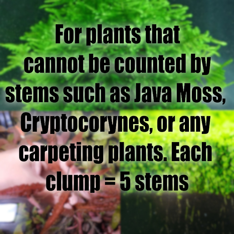 No Co2 Aquarium Plant Package Easy growing aquarium plants fast delivery live