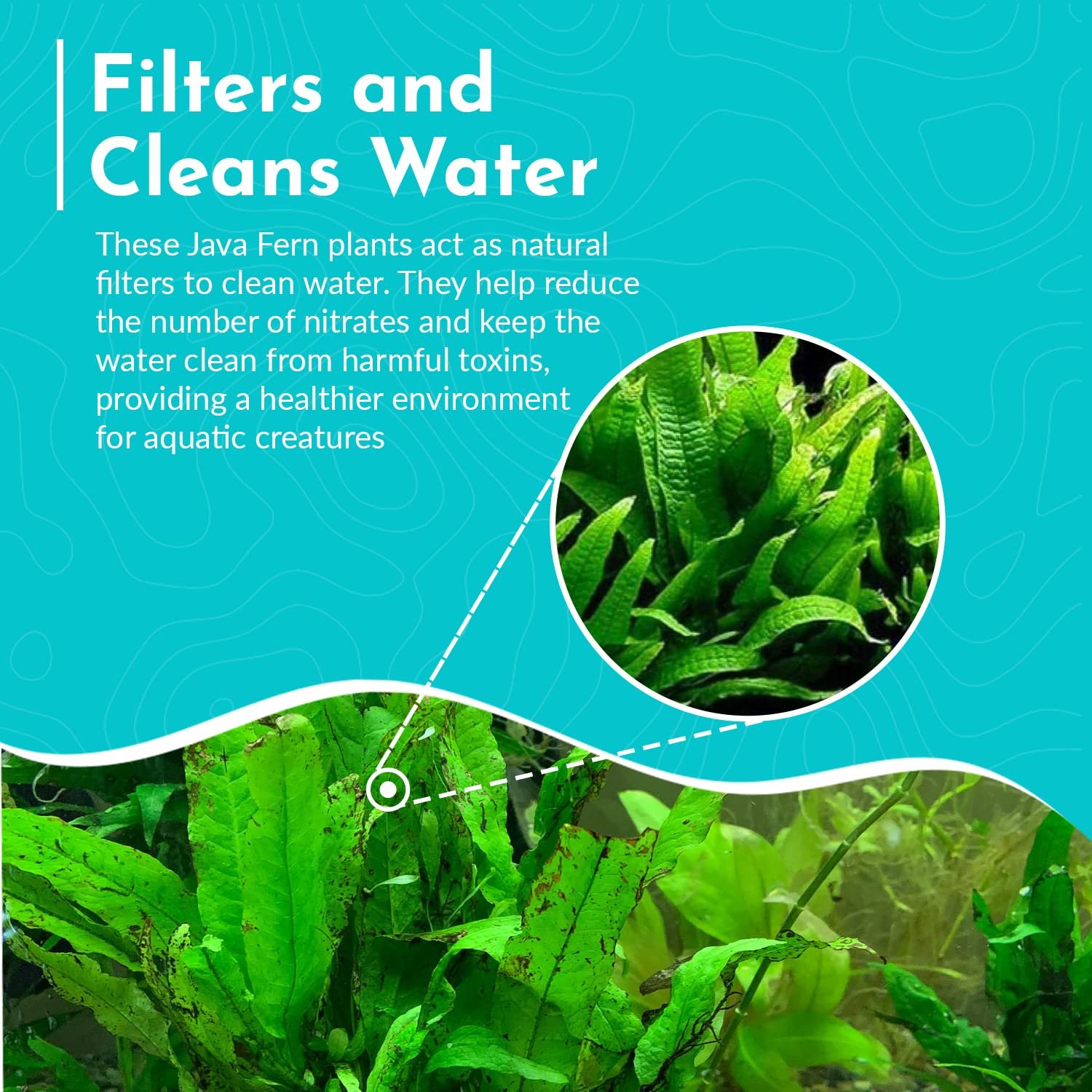 Java Fern Mat (Microsorum Pteropus) on Mat Size: Half Mat