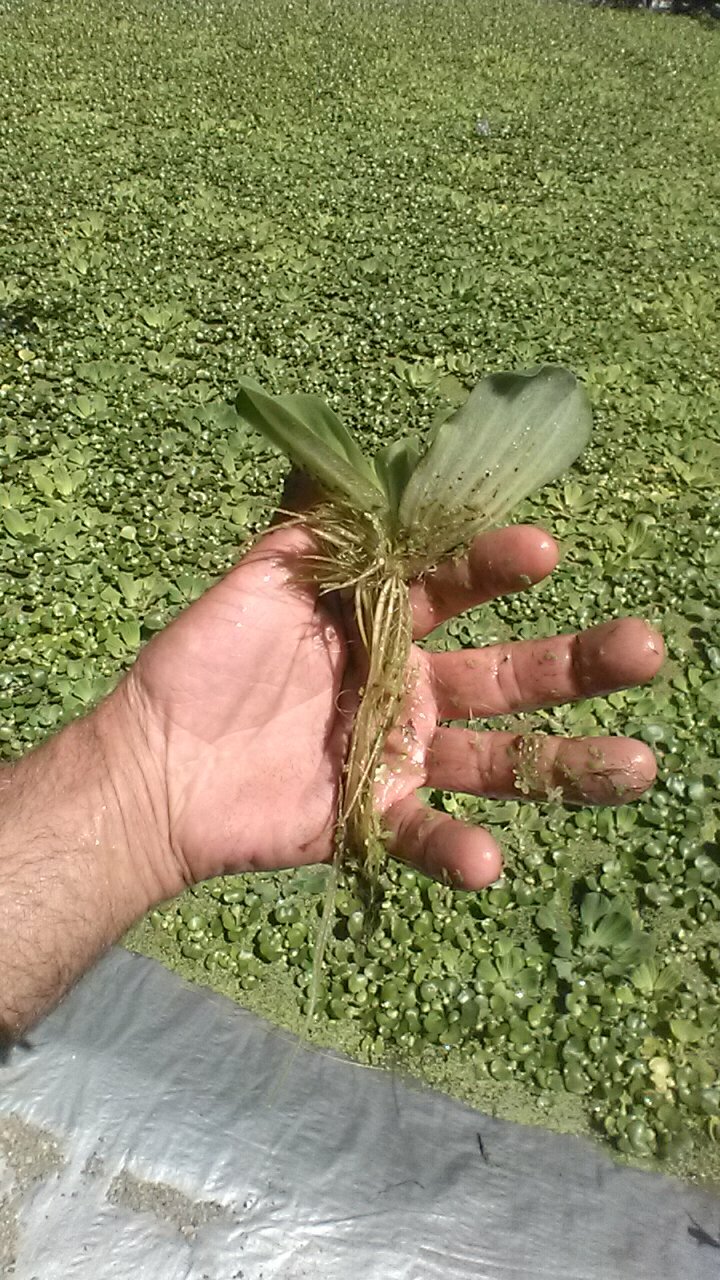 50,HELEN’S,WATER,LETTUCE,100%,ORGANIC,GROWN,LICENSED,WATER,POND,FLOATING,PLANTS