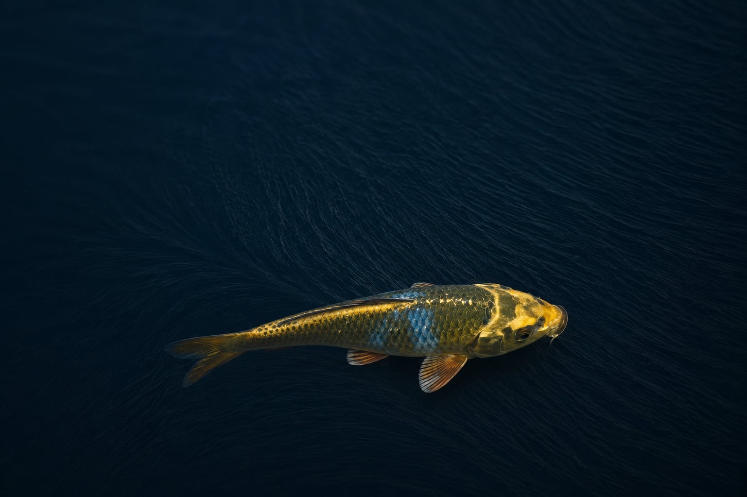 Kawarimono – Maruhiro – 6″ Japanese Import Live Koi Fish