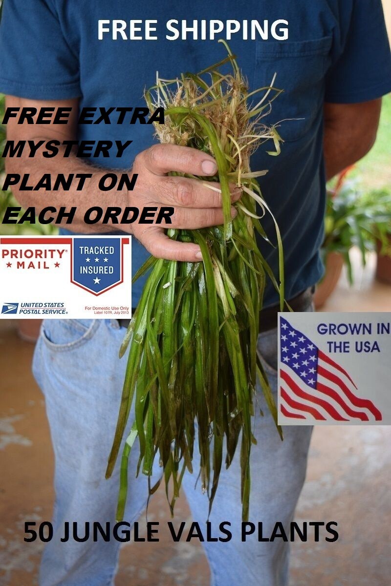 50 Jungle val plants live aquarium plants aquascaping planted tank easy