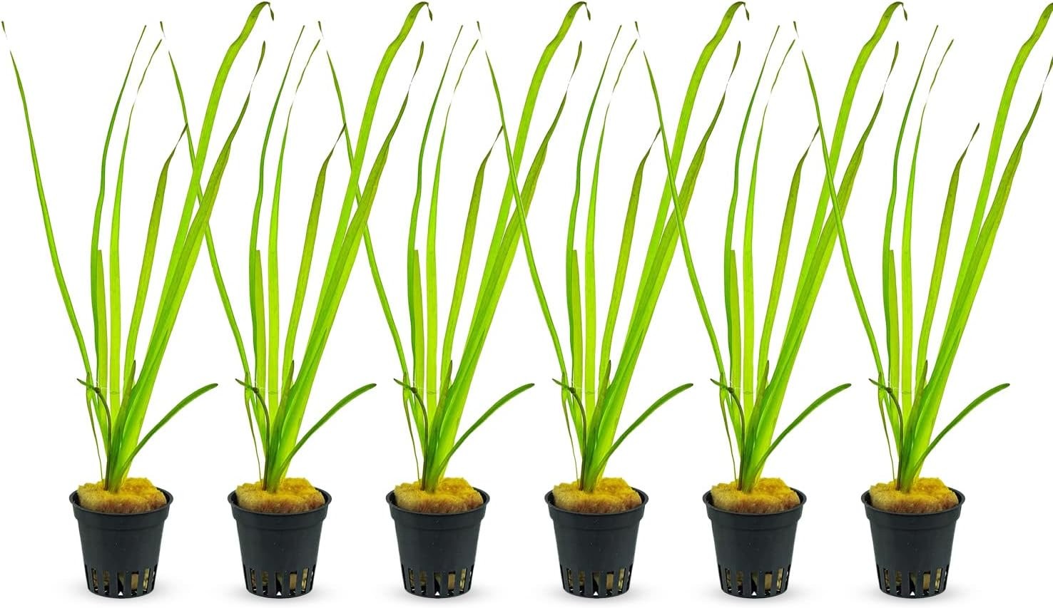 6 Valisnaria (Vals) Spiralis Italian