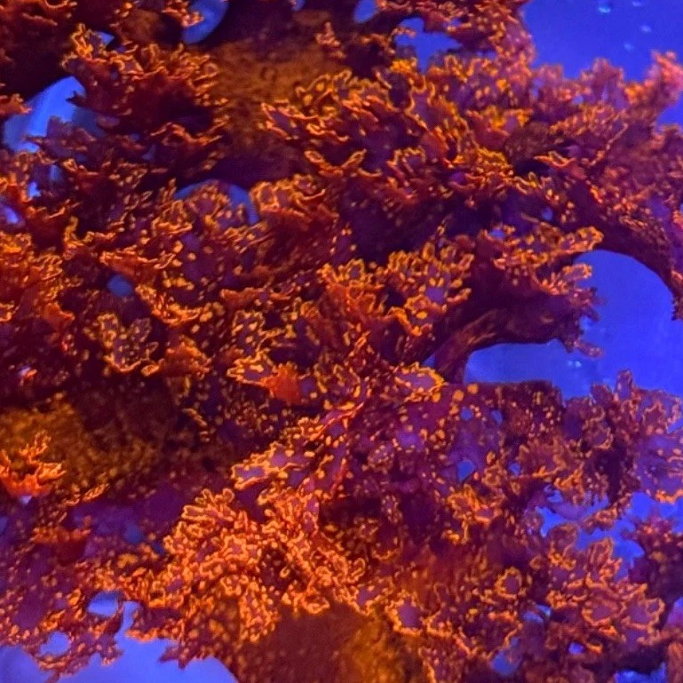 Atomic Broccoli Red Macro algae Fluorescent Decorative Reef Macro Live Algae