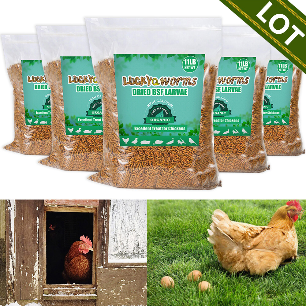 Premium Dried Black Soldier Fly Larvae Mealworms for Chickens Fish Turtles Lot