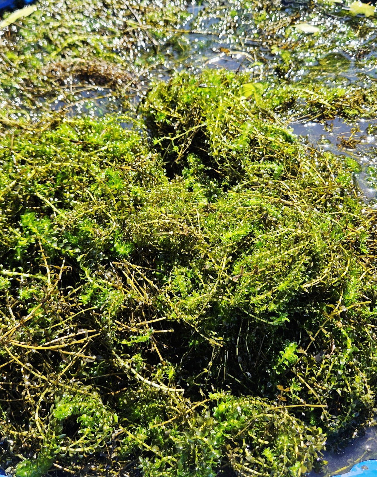 100 STEMS ELODEA CANADENSIS WATER PLANTS KOI Aquarium Or Ponds