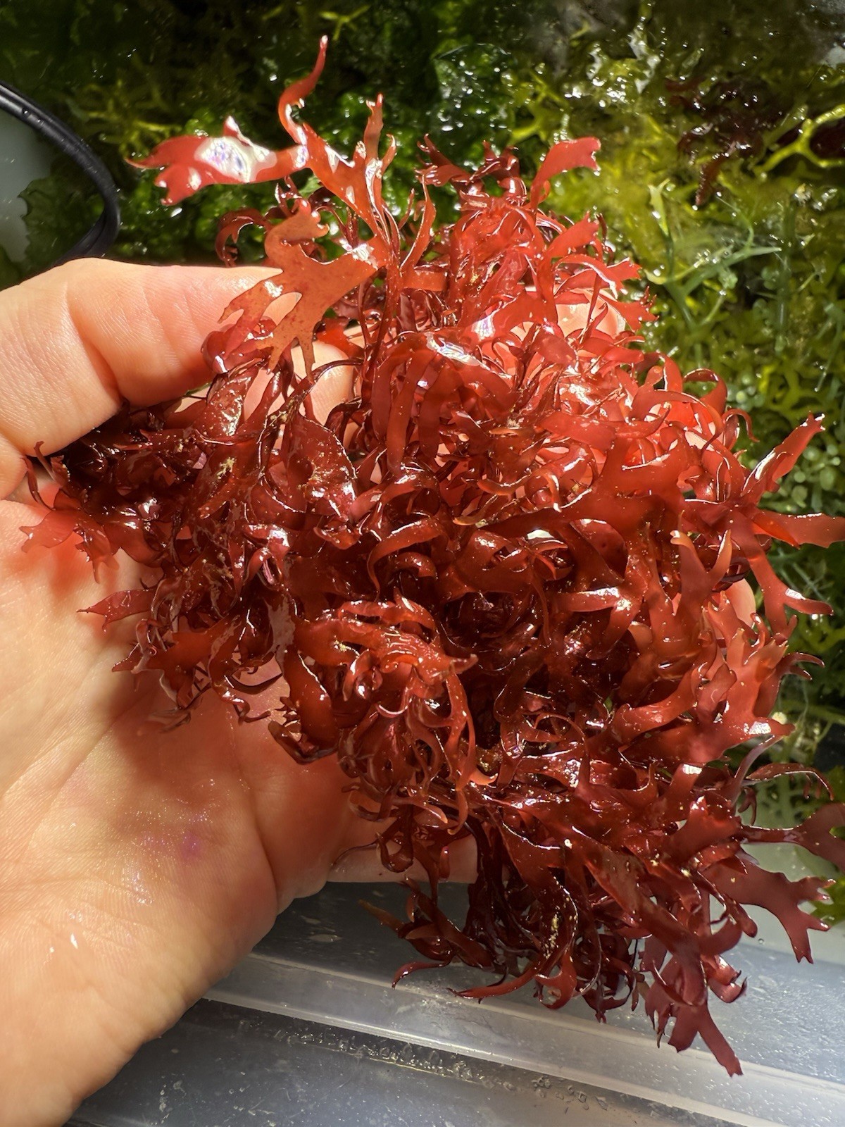 Gracilaria (Pom Pom Algae) Live Marine Aquarium Plant Red Macro Algae Cluster