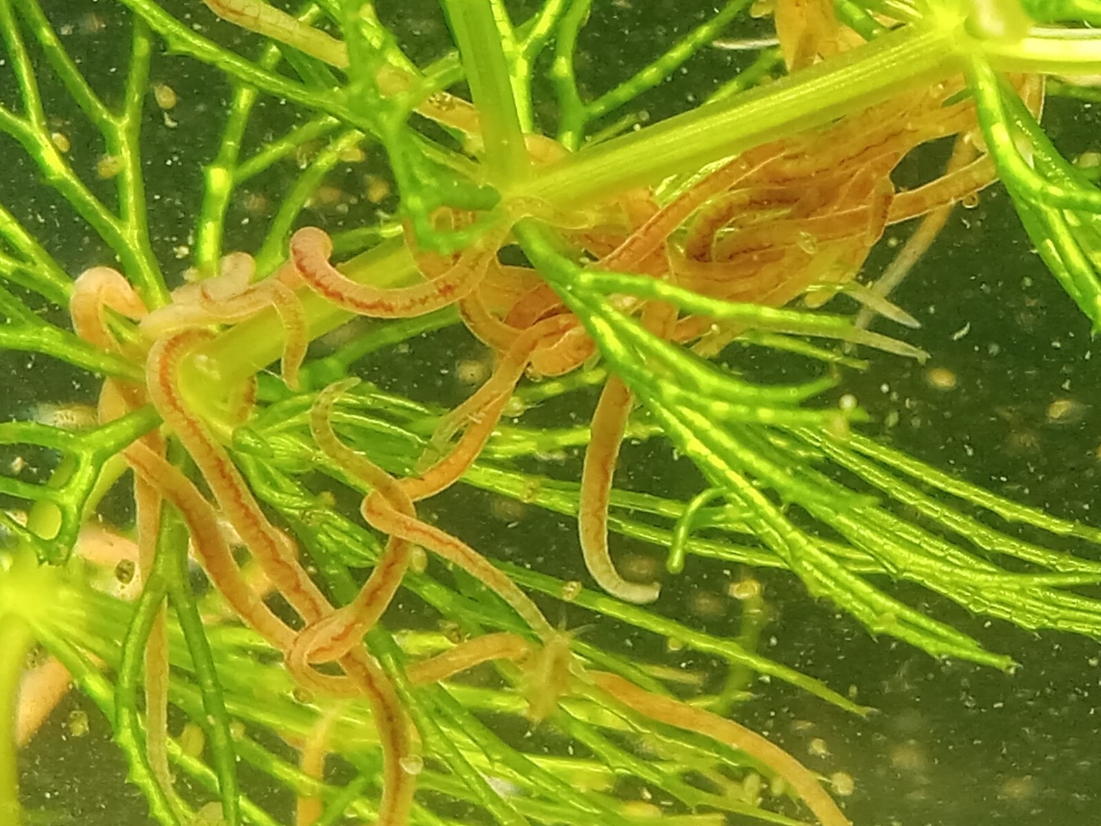 SALE! Freshwater GOLD! Instant Nitrogen Cycle! Daphnia+ Scuds+ blackworm+Plants!
