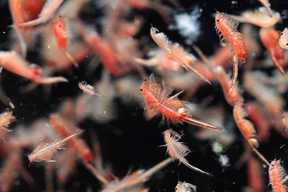 6 x 1-lb Brine Shrimp Eggs, Grade A 80% Hatch Great Salt Lake Eggs, Artemia