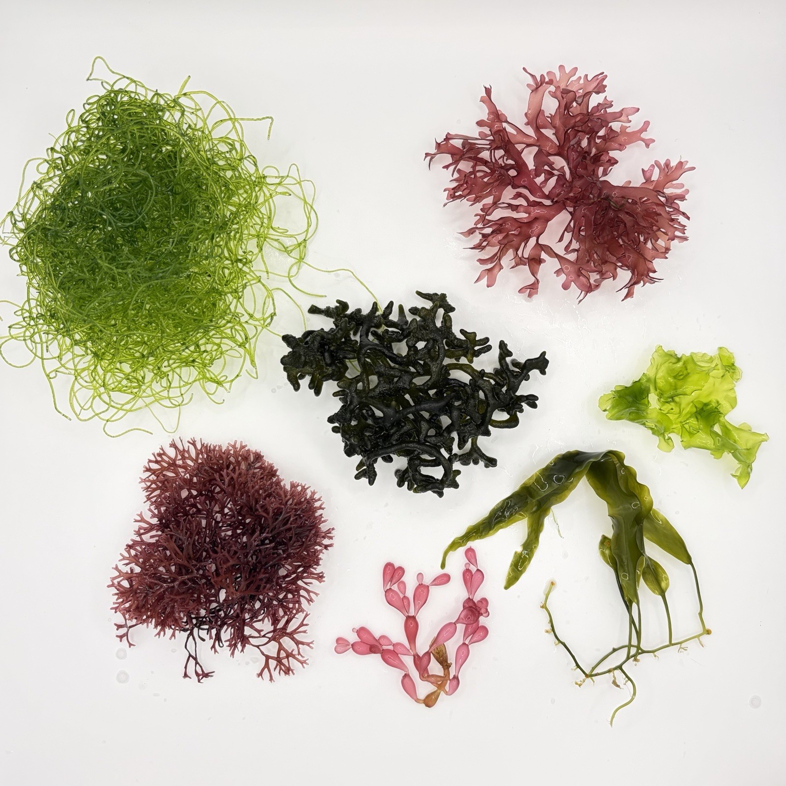 7 Species Macro algae Frag Combo Pack-Chaeto,Codium,Gracilaria,Ulva,Coelarthrum