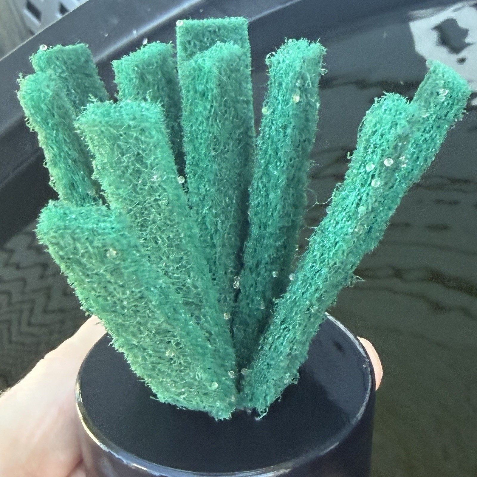 Volcanic Ember Gekka Medaka Eggs (20+5 FREE) Premium Japanese Rice Fish US-Bred