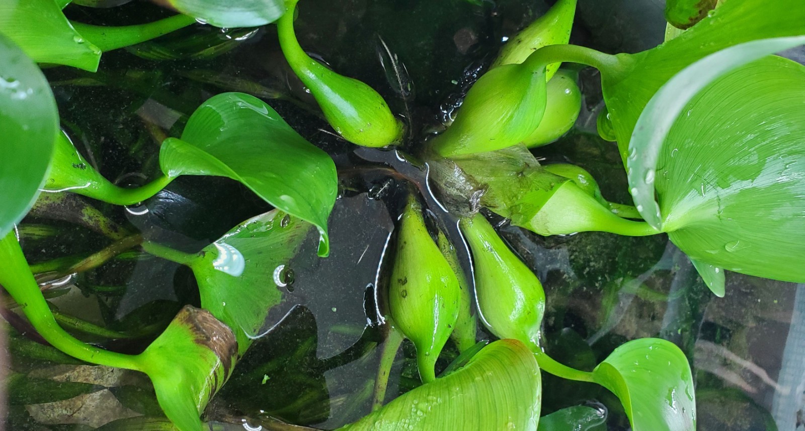 6 Vallisneria plants Live Aquarium Plants