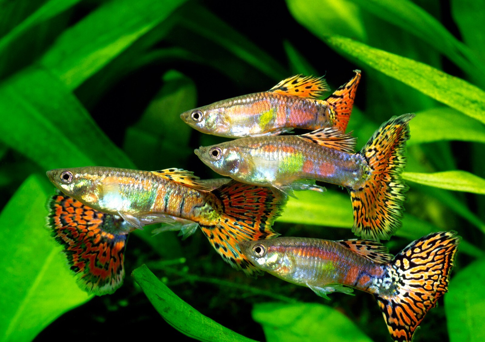 Guppy Flake, Guppy Food,Guppies,Tropical Fish, Endlers,most small Fish,ABF306