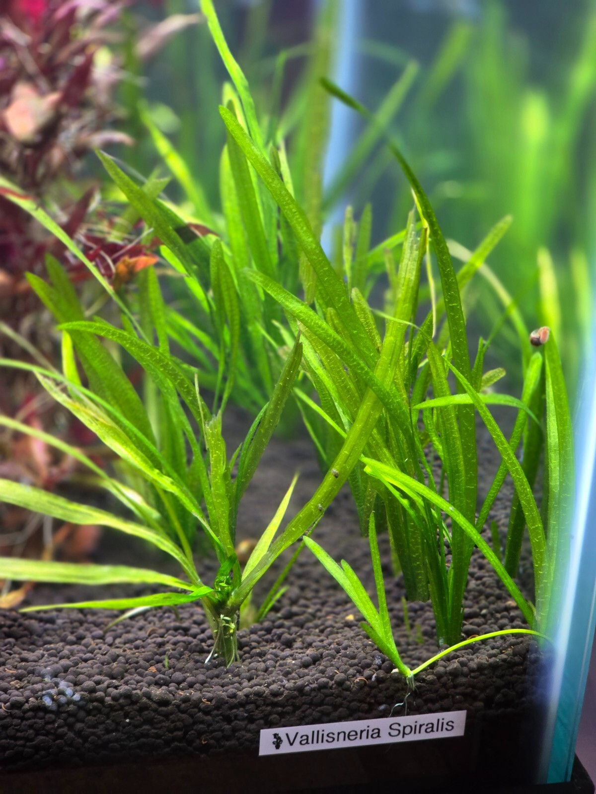 Vallisneria Spiralis – one plant – live aquatic plants